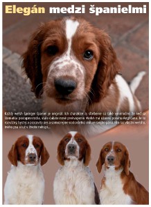 xx-xx_elegan-medzi-spanielmi_do_i_komplet-1.jpg