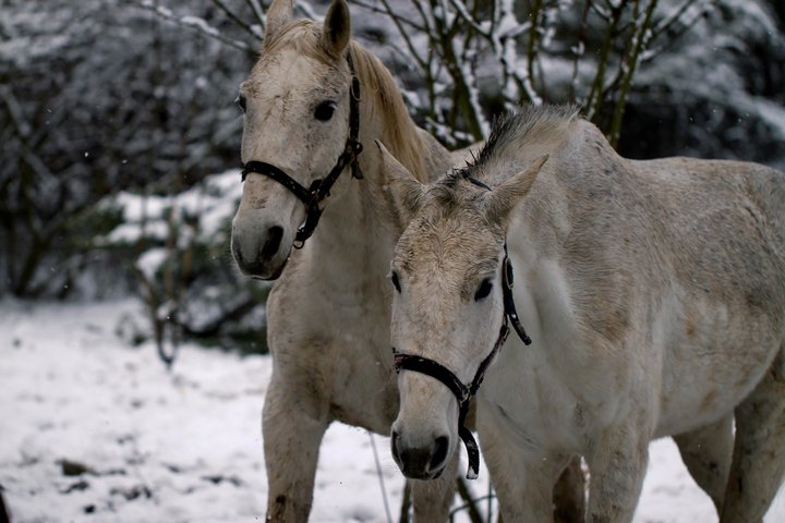 lucy,celine