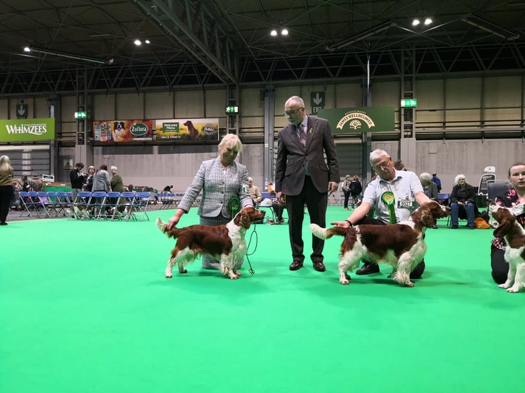 marcus - vpravo crufts BOS