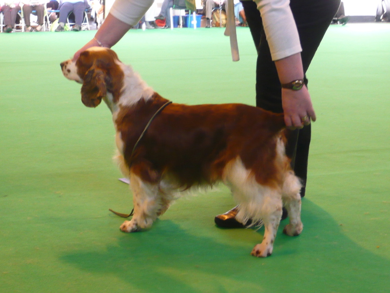 Aindrea_Giacinta_2ndOpen_CRUFTS 2010.jpg