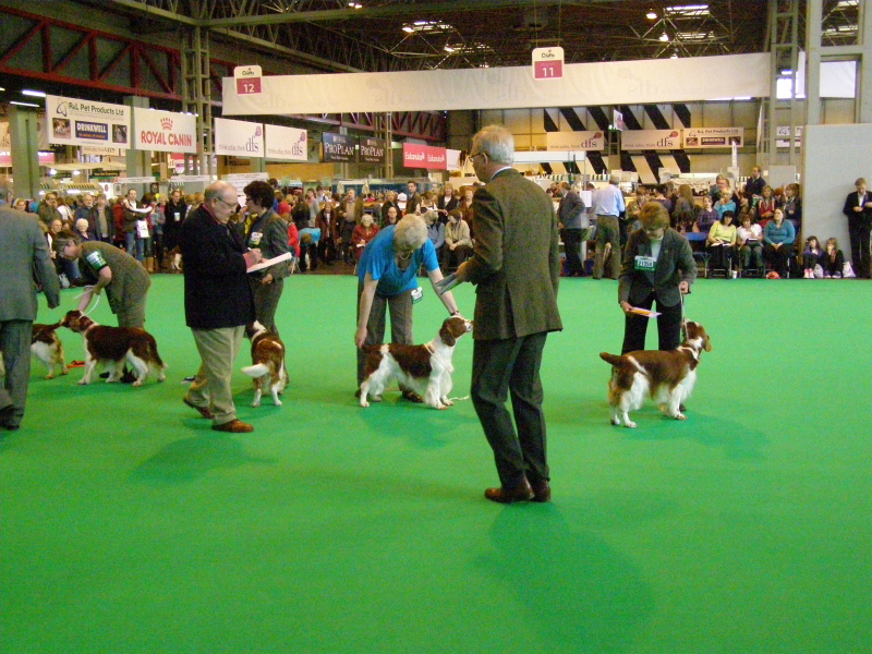 Dylan 4th Limit Crufts 2010.jpg