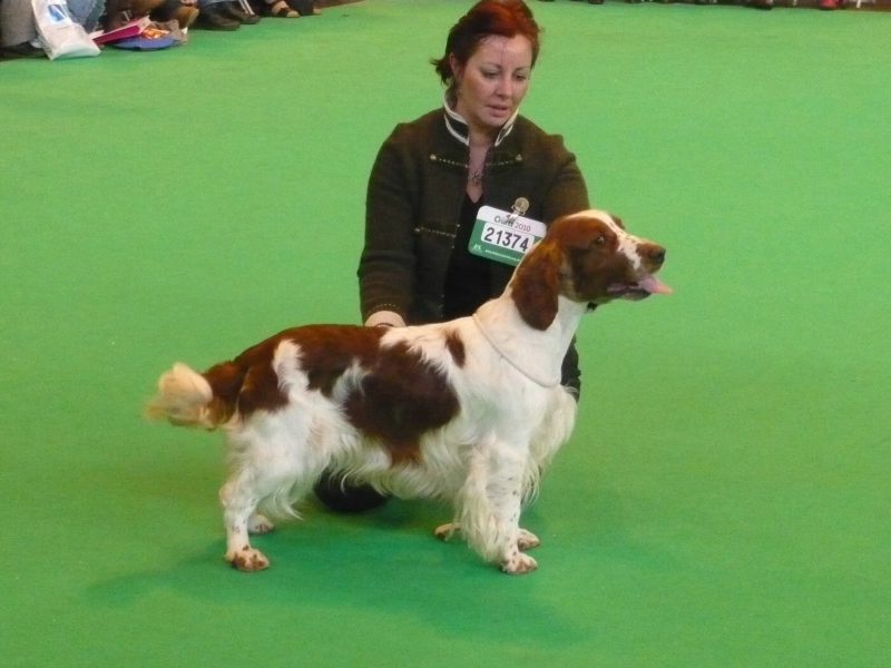 Jeavart_different_strokes_by_tigerrock_dogCC_CRUFTS 2010(1).jpg