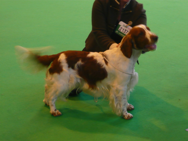 Jeavart_different_strokes_by_tigerrock_DogCC_CRUFTS 2010.jpg