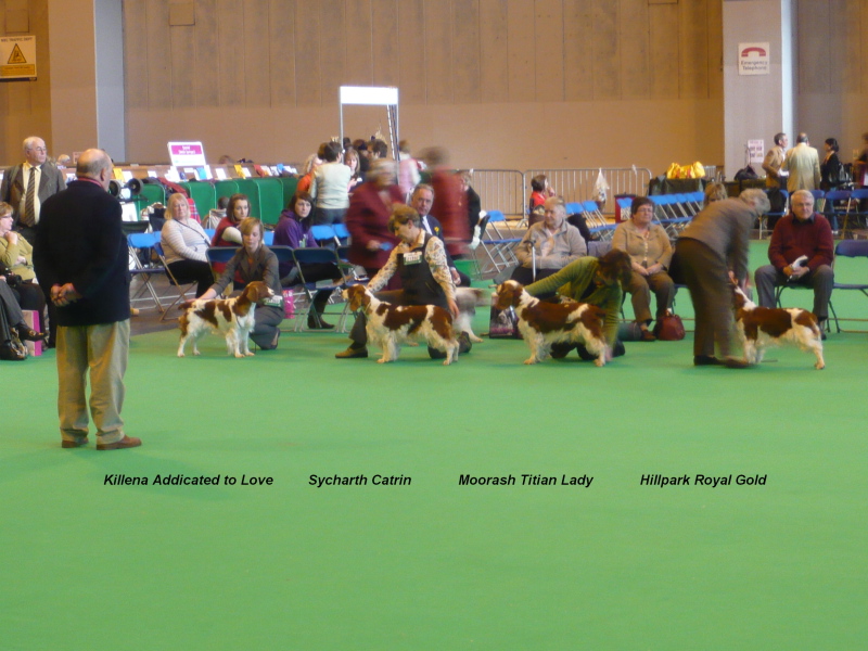 Line_Up_Best_Bitch_CRUFTS 2010.jpg