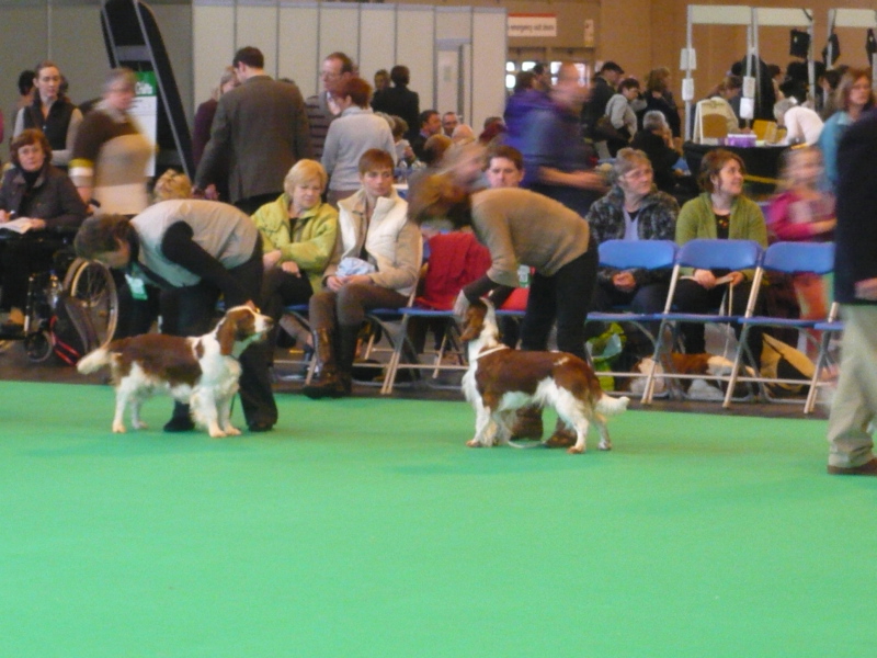 Menstonia_Maria&Pennylock_Sioned_at_Trosley_CRUFTS 2010.jpg