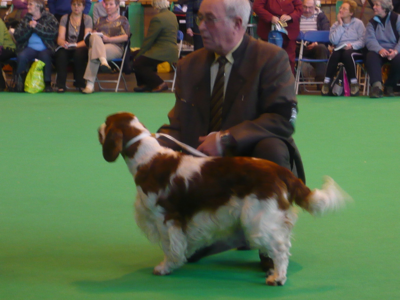 Noor_Twigle_2nd_Sp.Wkg_CRUFTS 2010.jpg