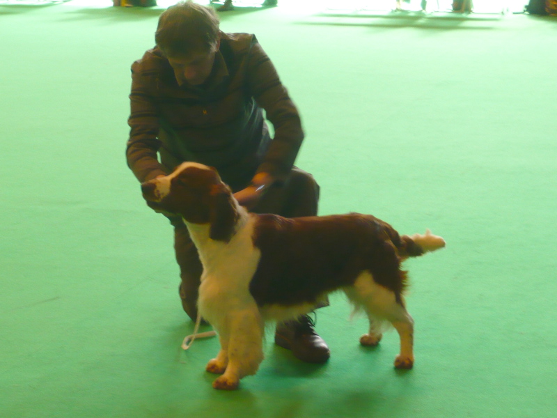 Pamicks Dazzling Boy 2nd Jun.CRUFTS 2010.jpg