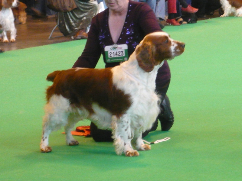 Pennylock_Quinn_1stSp.Wkg_CRUFTS 2010.jpg