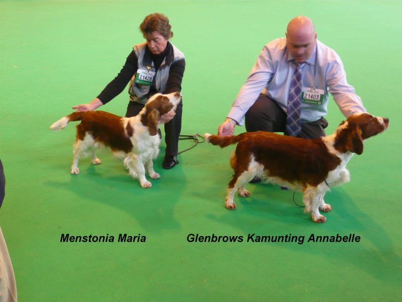 Puppy_bitch_1st&2nd_CRUFTS 2010.jpg