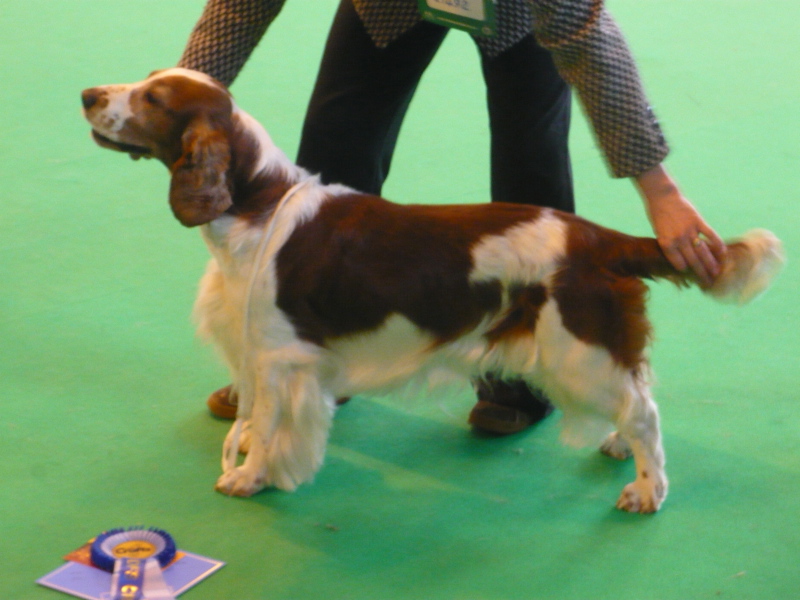 Sherdrew_Echo_Point_2ndOpen_CRUFTS 2010.jpg