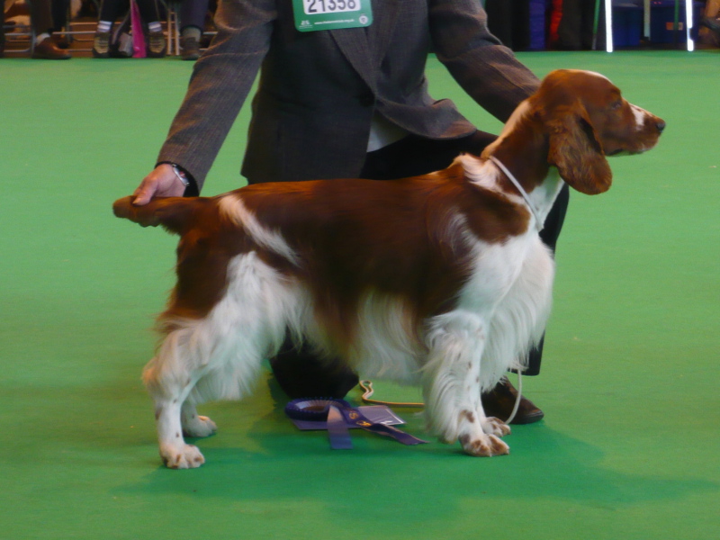 Tannamoor_gwydion_of_clynwood_5thLimit_CRUFTS 2010.jpg