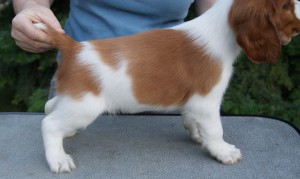 dexter1.jpg