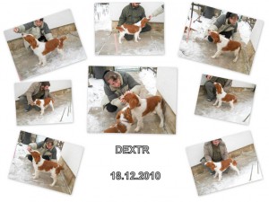 dex-18.jpg