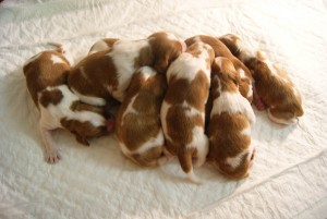 pups1.jpg