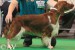 Ferndel Phantasia_Crufts 2012