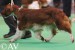 Ferndel Phantasia1_crufts2012