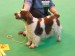 Coedybrain_Nelli_ResCC_CRUFTS 2010.jpg