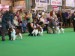 CRUFTS 2010 Junior Class.jpg