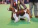 Hillpark_royal_gold_bitchCC_CRUFTS 2010.jpg