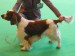 Iagos_wind_of_sawel_from_the_north_3rdOpen_CRUFTS 2010.jpg