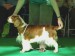 Julita Raskari_Crufts2010.jpg
