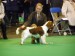 Nell Crufts 2010.jpg