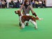 Pennylock_Sioned_at_Trosley_5thPuppy_CRUFTS 2010.jpg