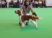 Pennylock_Sioned_at_Trosley_5thPuppy_CRUFTS 2010.jpg