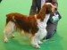 Trebettyn_Sion_Among_Murprila_1stOpen_CRUFTS 2010.jpg